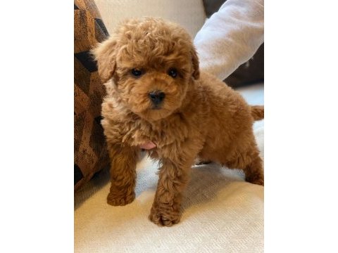Eğitilebilir toy poodle yavruları ile evinize neşe katın