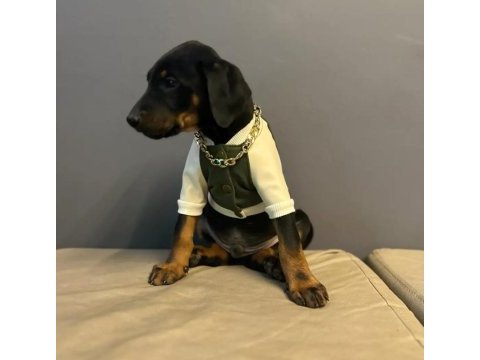 King doberman yavrularımız mağazamızdan sizlerle
