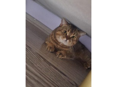Tonton kedimiz yeni yuvasına gitmeye hazır