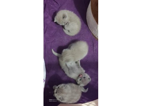 British shorthair ve scottish fold yavrular