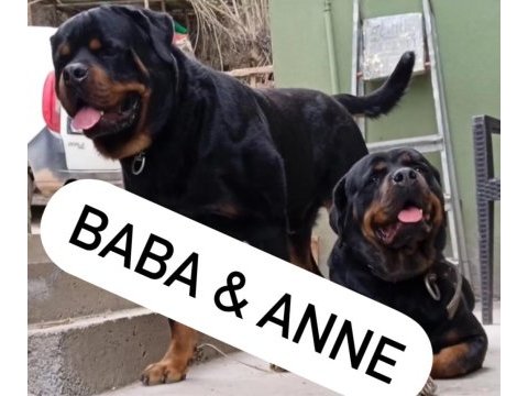 Rottweiler yavru
