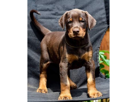 Irk garantili doberman yavruları