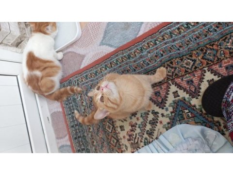 Aslan kedimiz yuvasını arıyor çok acil