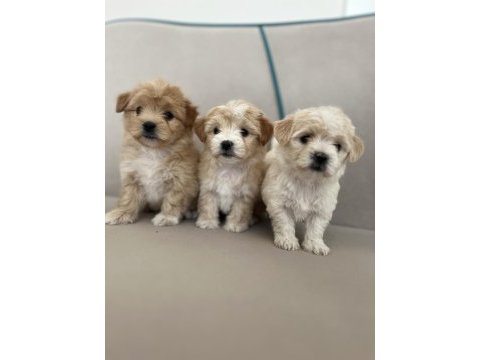 Kaliteli maltipoo yavruları için ulaşabilirsiniz