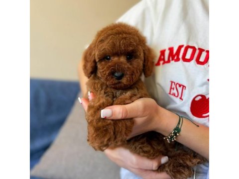 Toy poodle yavrularımız 81 ile gönderim mevcuttur