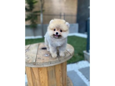 Safkan a class ayıcık pomeranian boo