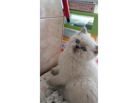 En güzel kediler biziz