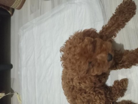 Toy poodle 3 aylık