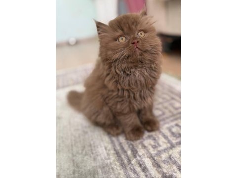British longhair cinnamon babies