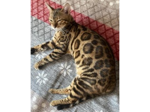Seçkin kan hatlarından bengal yavruları