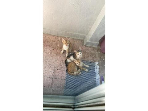 Kedimize ömürlük yuva arıyoruz