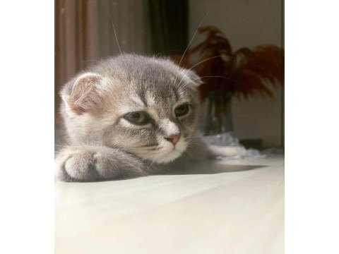 Kalite scottish fold