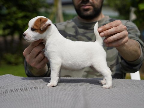 Fcı şecereli safkan 2 dişi yavru köpeğimiz aile arıyor