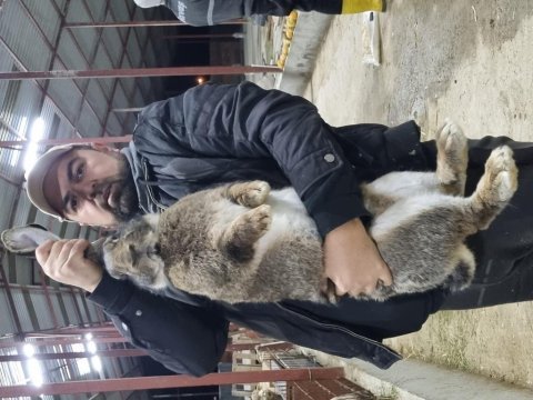 1 aylık dev velikan tavşan