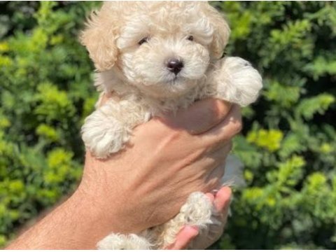 2 aylık dişi toy poodle