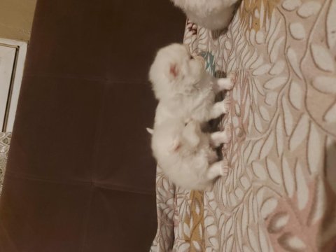 13 nisan doğumlu beyaz scottish fold bebekler