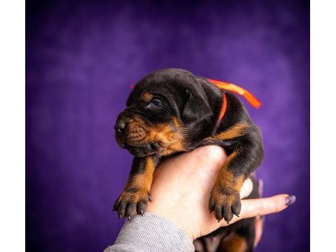 Üretim çiftliğinden doberman yavrular