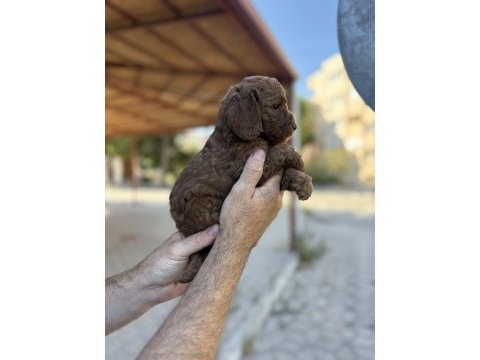 Kore red brown poodle