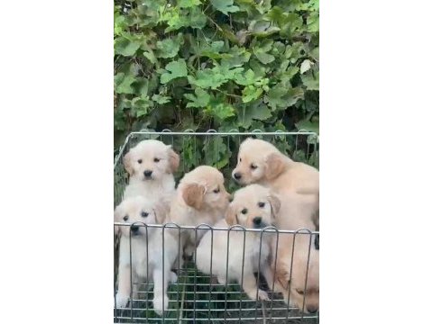 Golden retriever baby senın olsun nedersın