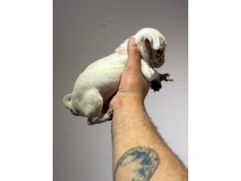 White pug mops yavru erkek