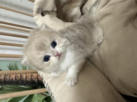 Safkan british longhair değerinde verilir