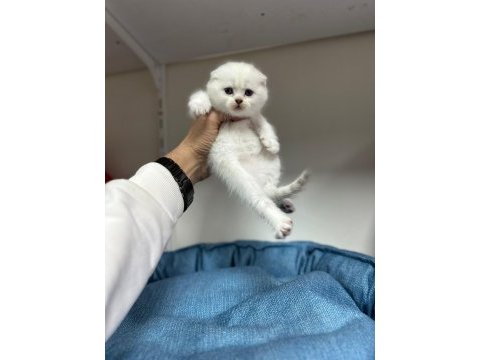 Scottish fold ayı surat yavrumuz