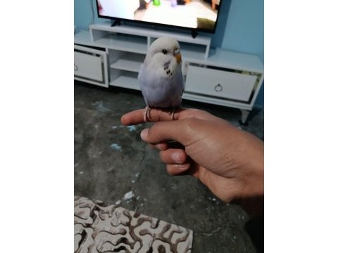Yavru muhabbet kuşu