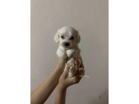 Yavru maltese terrierler
