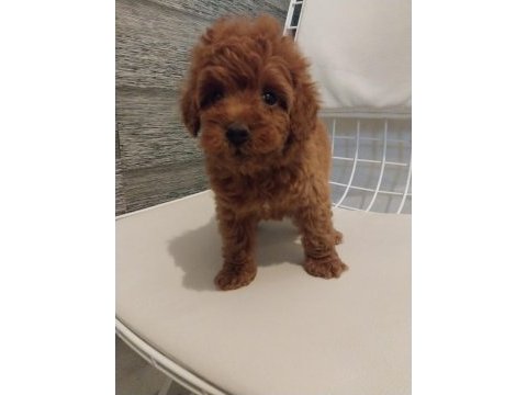2 aylık safkan poodle