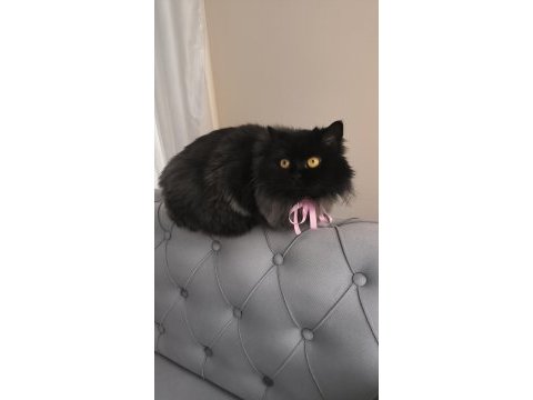 Zeki chinchilla kızım için yeni yuva arıyorum