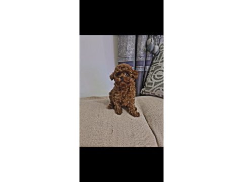 Kore poodle