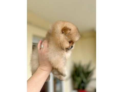 En üst kalite orijinal pomeranian boo ayı surat