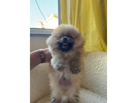 Sağlık ve ırk garantili pomeranian boo