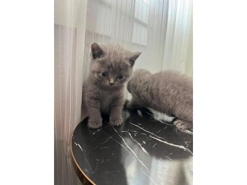 British shorthair yavrular gönderim mevcut