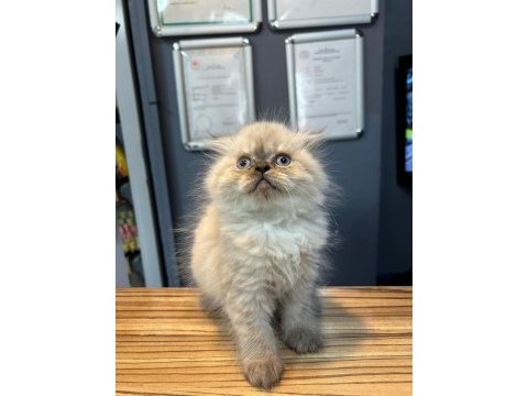 Süper british shorthair yavrular