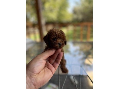 Red  poodle  yavrularımız 