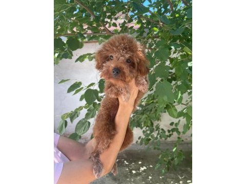 8 aylık erkek 20 cm kore poodle