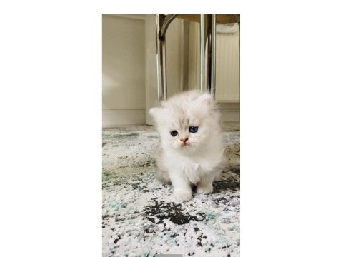 Sıradışı bir güzellikte british longhair bebek