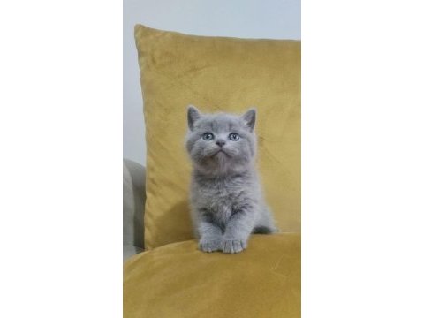 British shorthair gri ve lilac yavrular 60 günlük