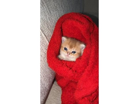 Yavrular british shorthair