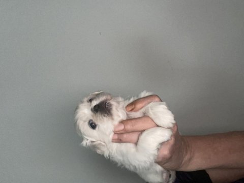 Pekinez prenslerim ve prensesim