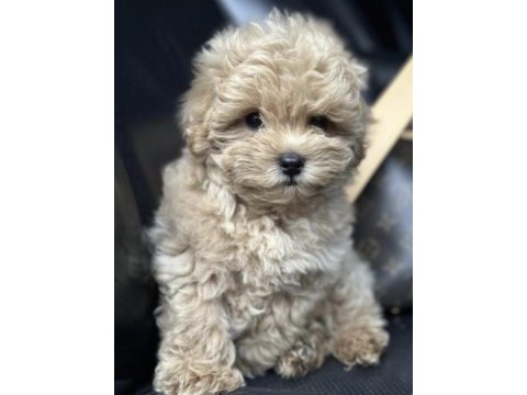 Maltipoo barbi bakımlı