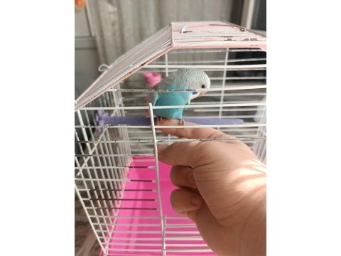 2 aylık erkek yavru muhabbet kuşu