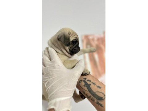 Kaliteli pug mops bebekler