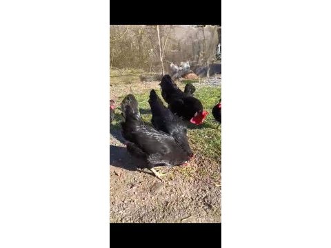 5+1 sinop gerze hacı kadın tavuklar