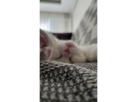 Bembeyaz mavi gözlü kedimizi ücretsiz sahiplendiriyoruz.