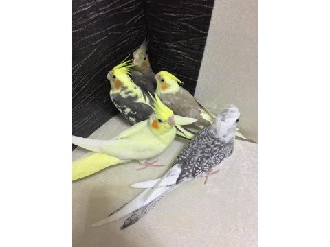 45 günlük sultan papağanı a kalite seç al en iyileri