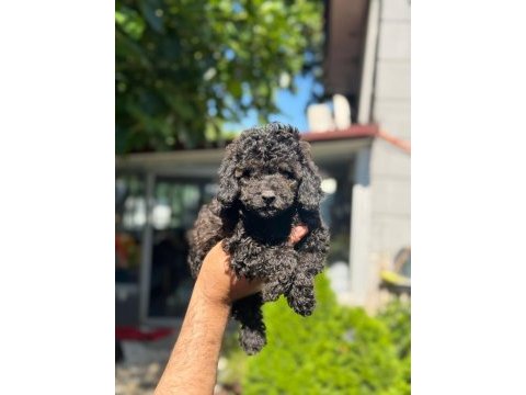 Eşsiz güzellikteki toy poodle bebekler