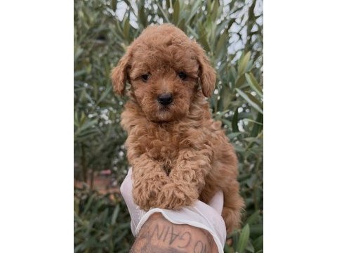 Kore toy poodle yavrular
