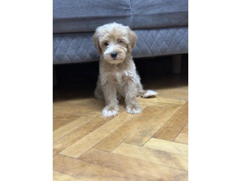 Dev poodle yavruları